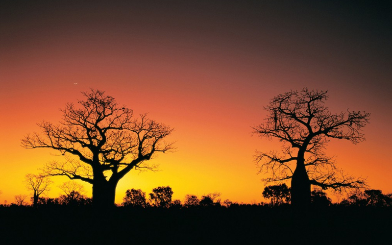 Boab Tree Kimberley