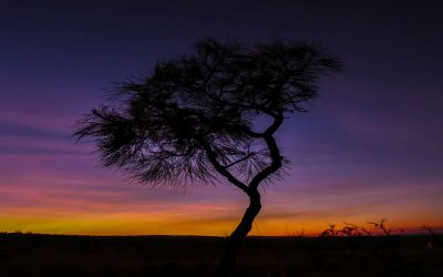 Acacia Sunset